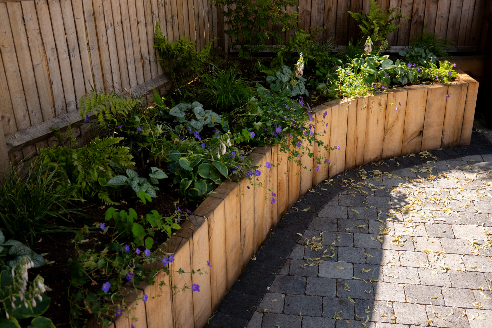 Grey block paving beside a curved timber raised bed with ferns and flowering garden plants.