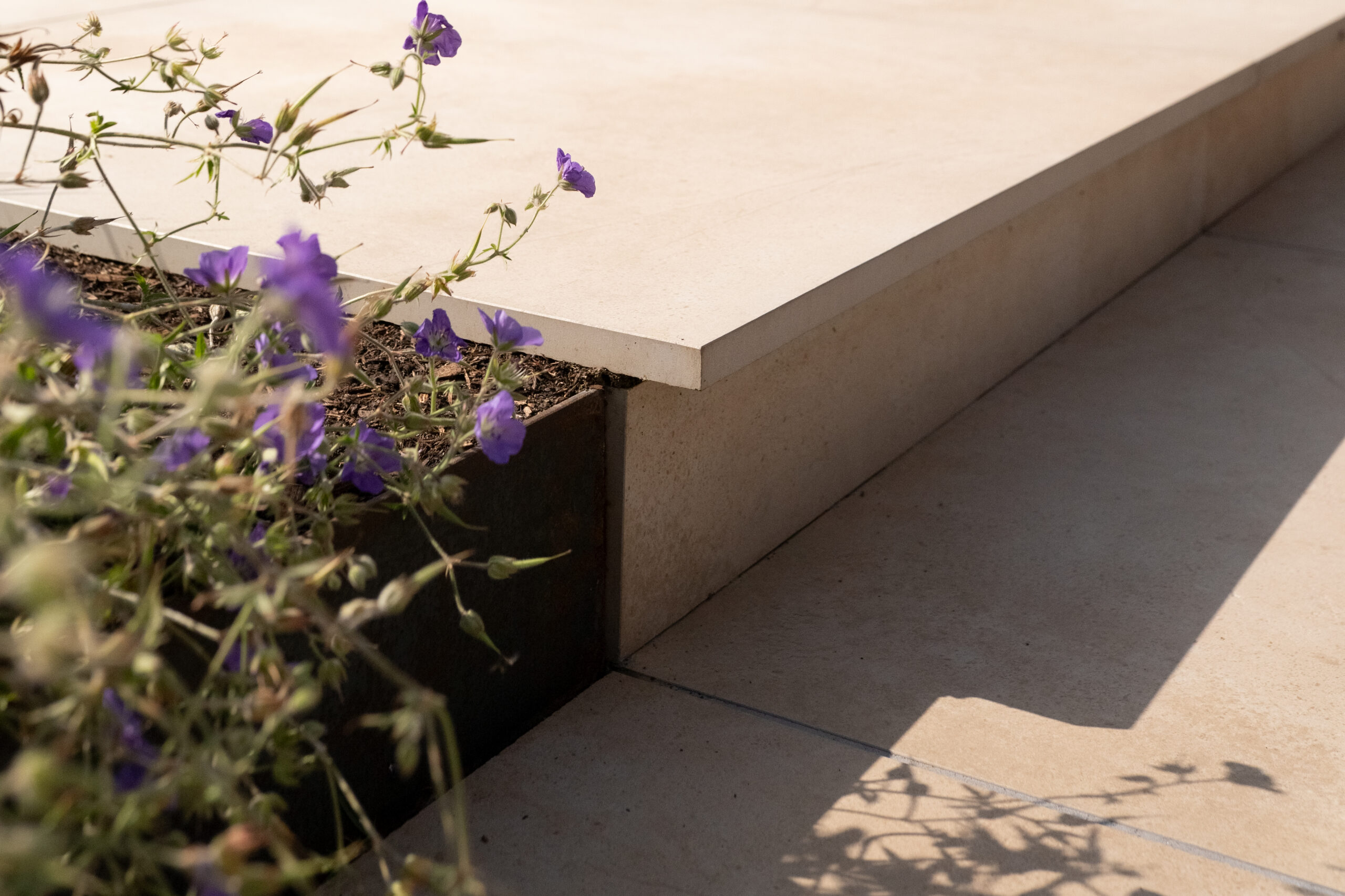 Pale porcelain paving steps beside purple flowering plants in a modern landscaped garden.