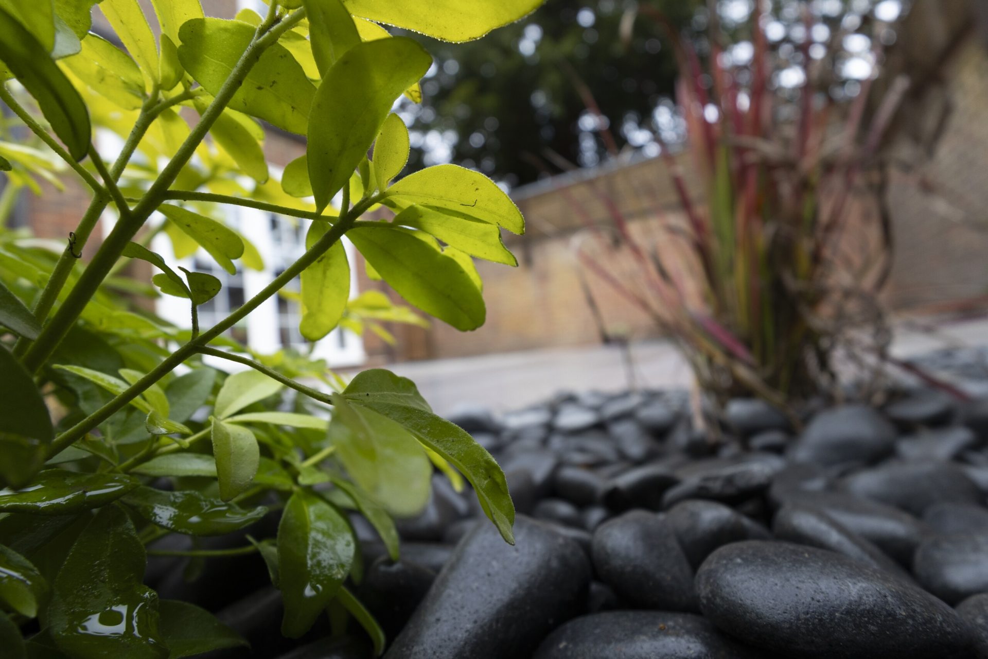 Img in the finished Porcelain Courtyard & Planting garden in Baldock.