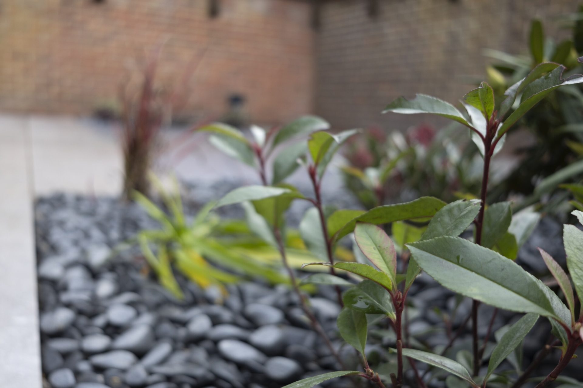 Img in the finished Porcelain Courtyard & Planting garden in Baldock.
