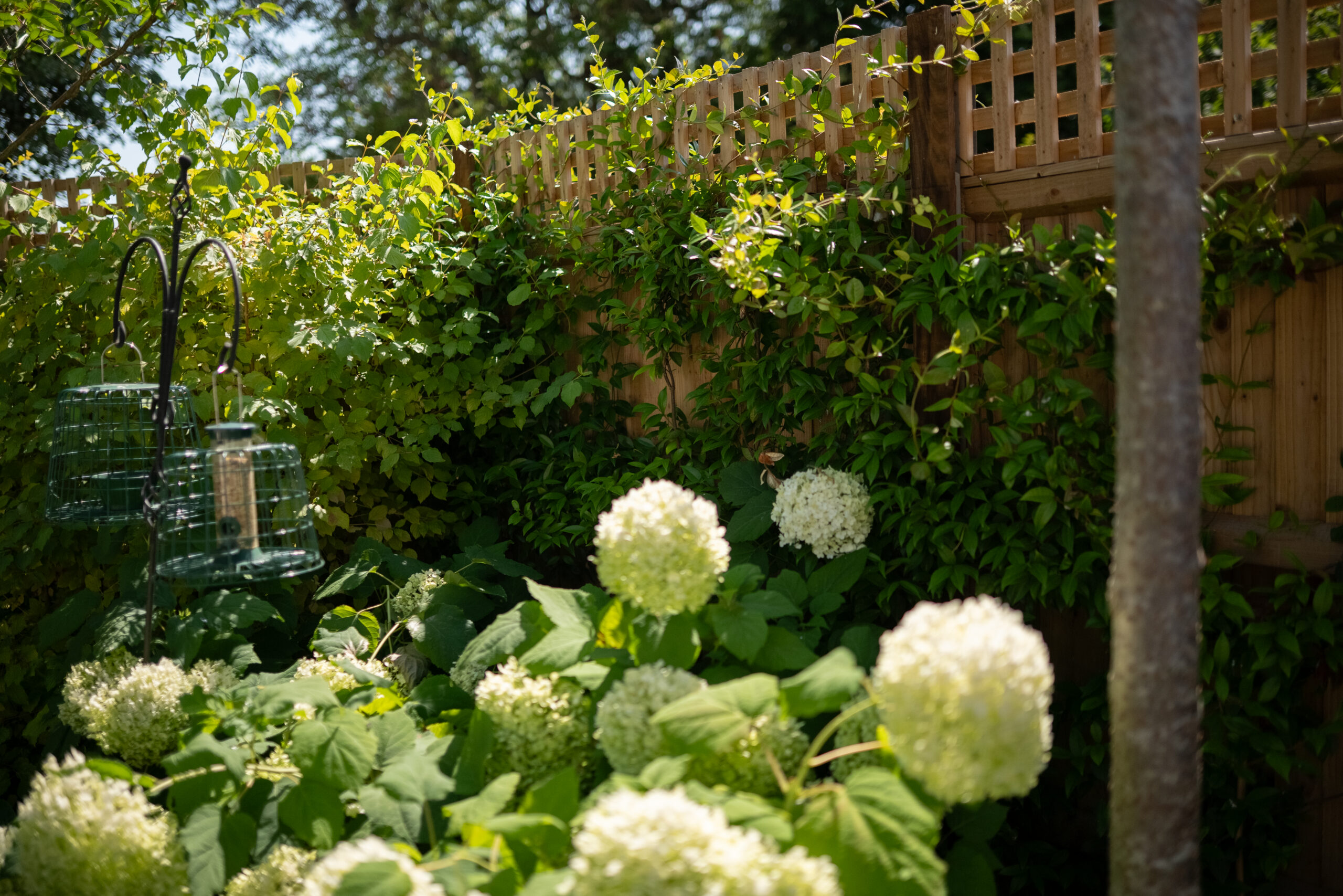Timber garden fencing with trellis panels, climbing plants and established garden planting.